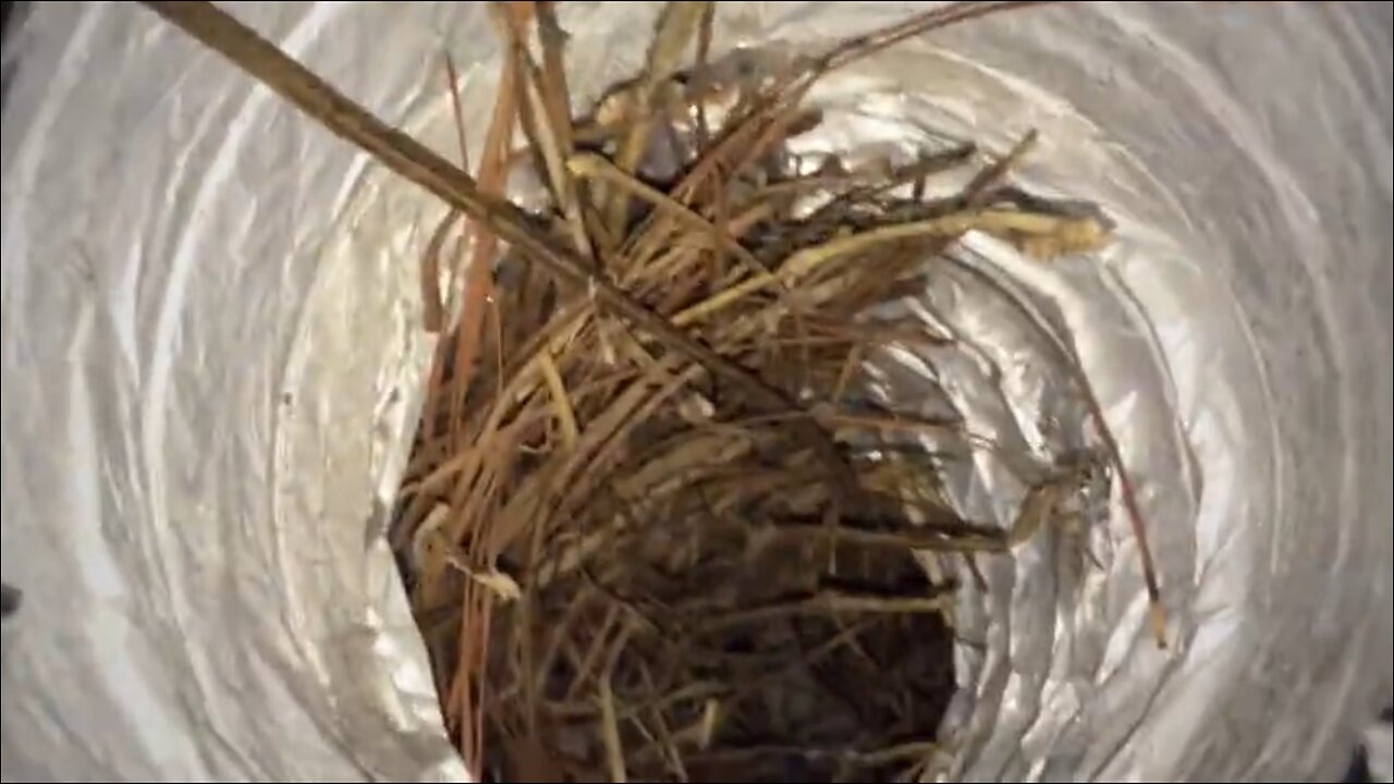 Blasian Babies DaDa Finds Bird Nest In Dryer Hose! Check Your Dryer During Egg Laying Season!