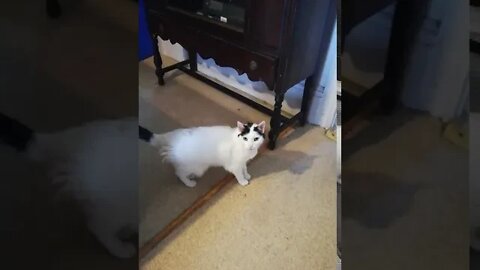 Julie, Do the Thing!