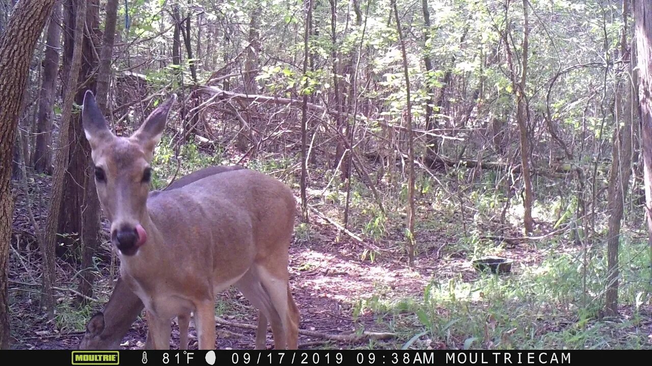 Trail Cam Sept 2019