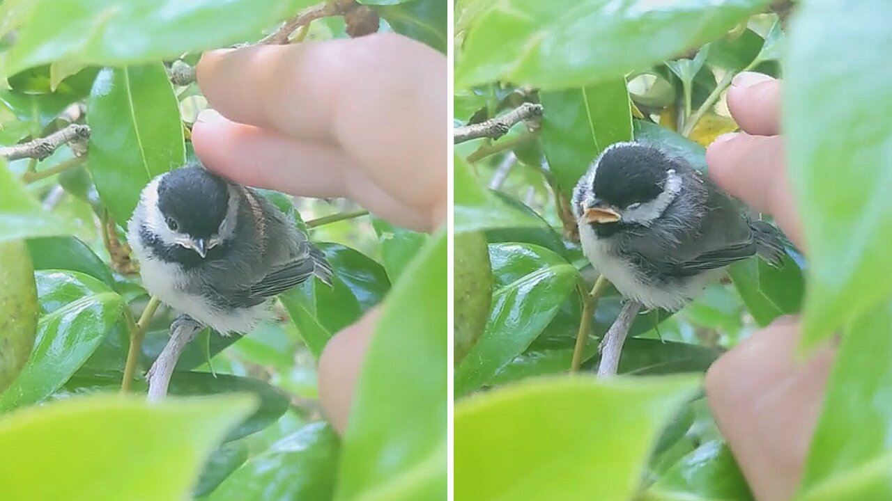 Adorable baby chickadee gets petted by human after leaving nest