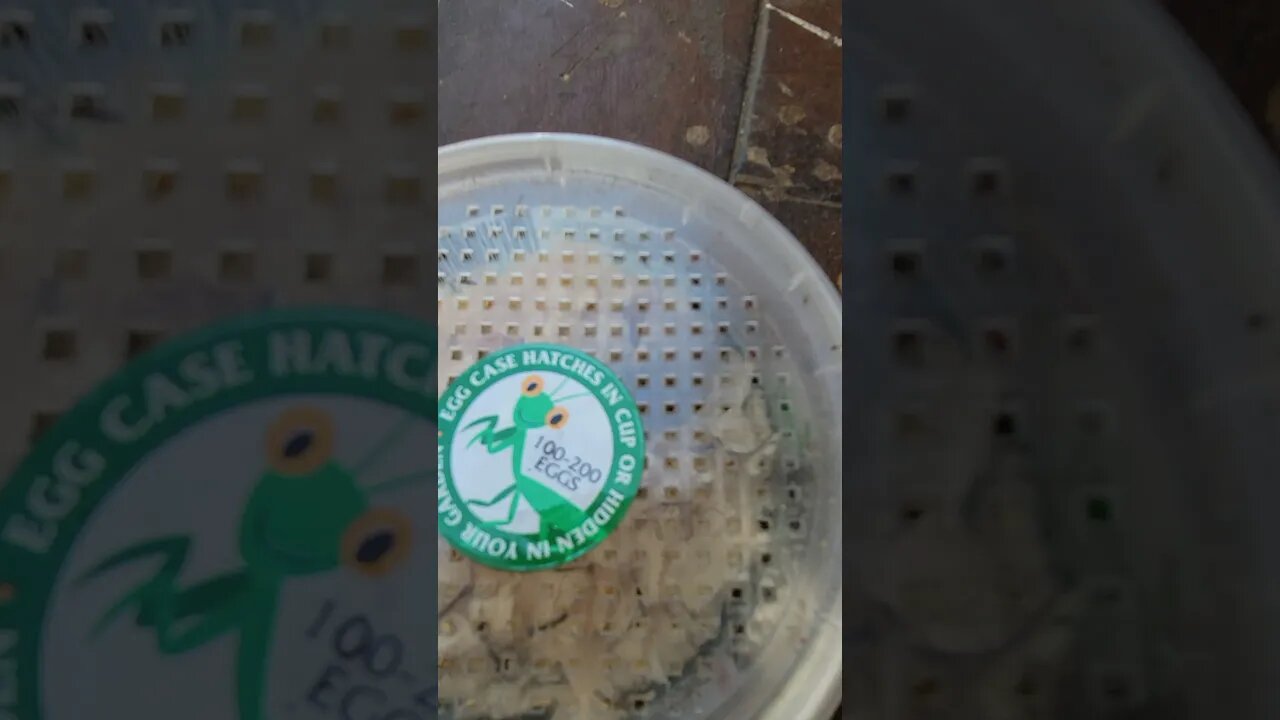 BIG BOX BABY MANTIS'