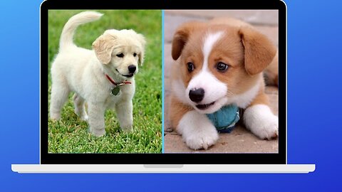 Cute puppy with friends dancing complications