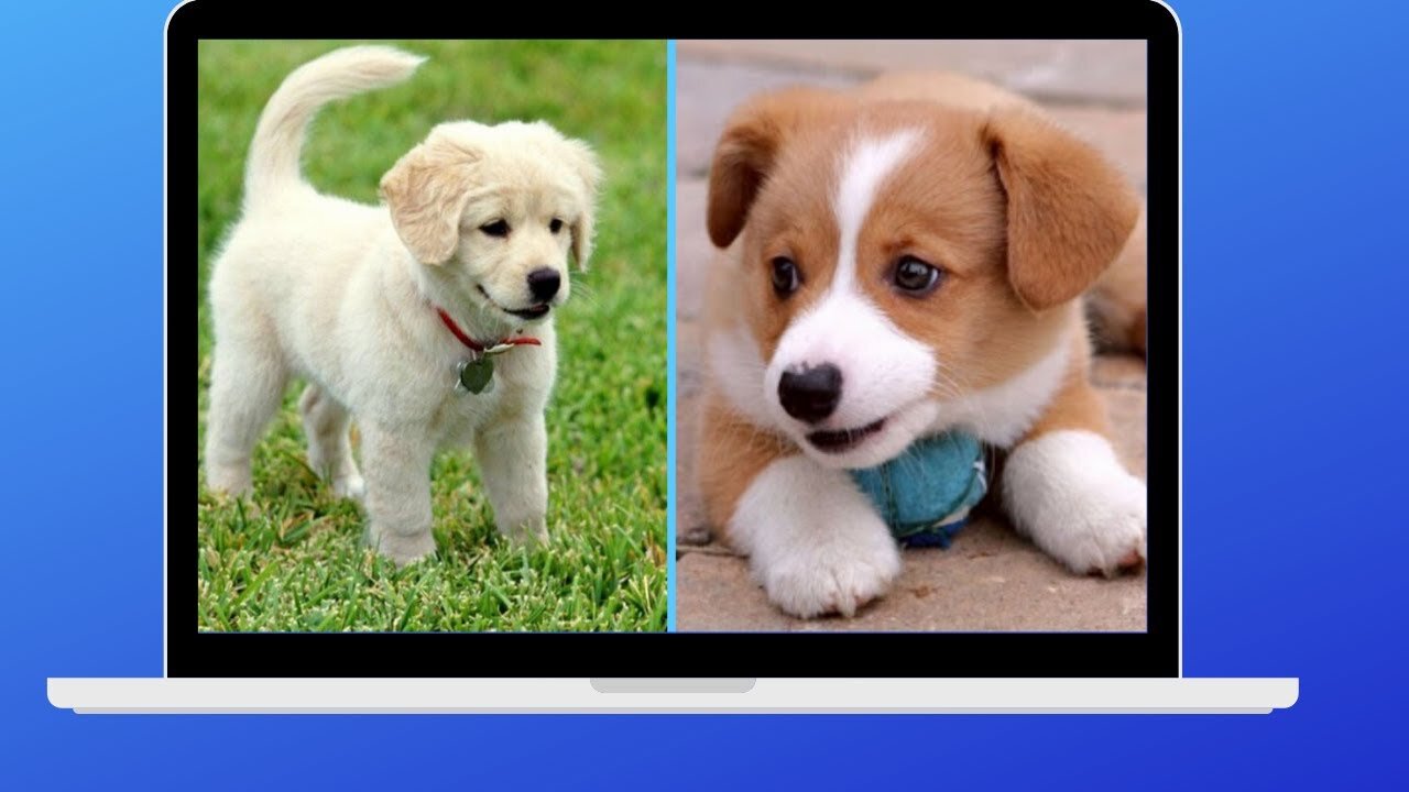 Cute puppy with friends dancing complications