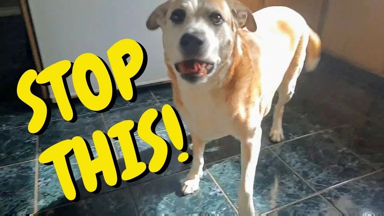 Putting My Dogs On A Diet Challenge (Flips Out) Tik Tok Challenge