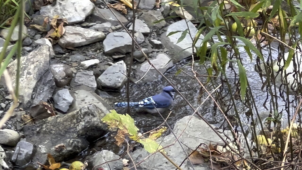 October Blue Jay bathing 😍😍👍