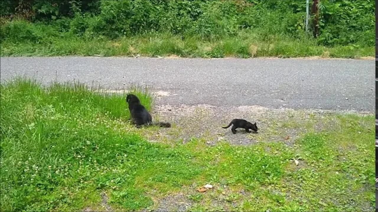 Stalking Lessons Between Fluffy and Butter Bar The Tall Grass Makes for A Handy Training Ground