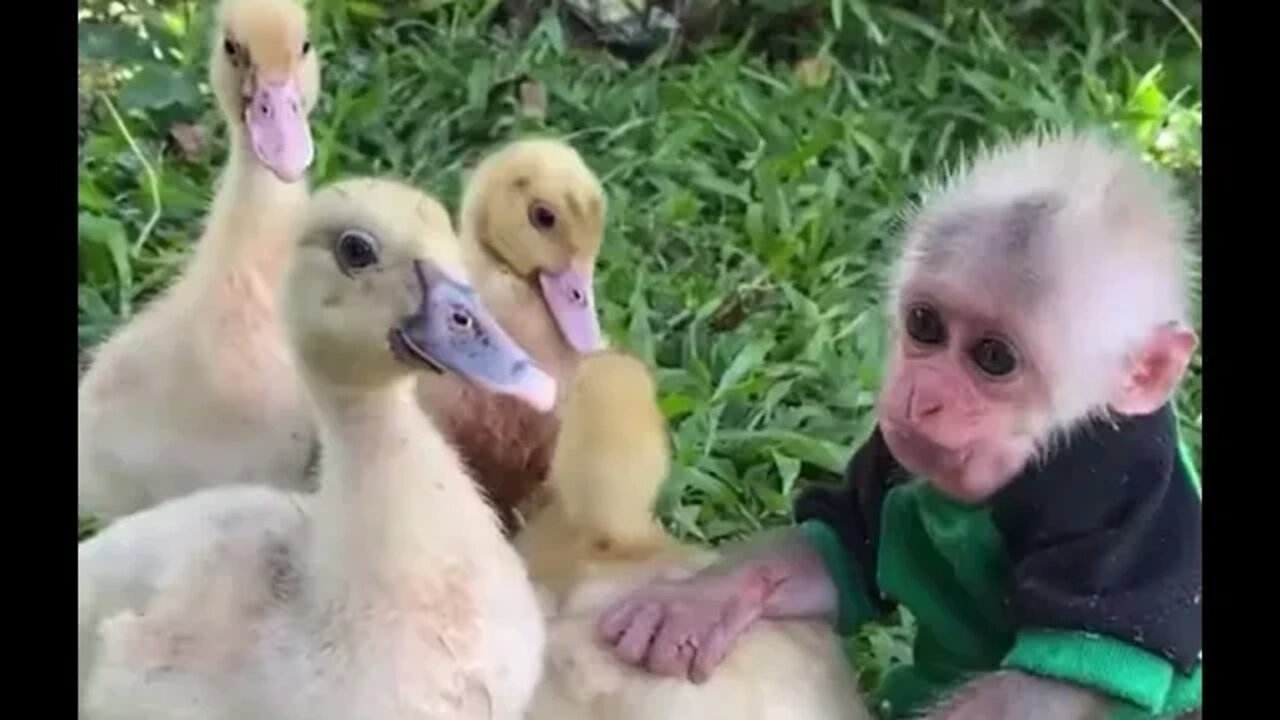 Monkey and Ducks best pals - Daily Dose of Nature