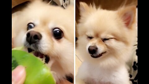 Funny Pets That Will Change Your Mood For Good
