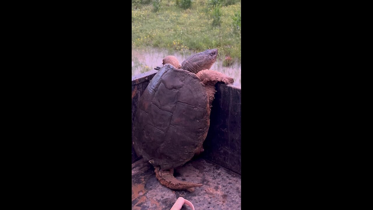 Cowabunga dude