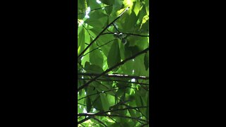 Indiana Bananas (PawPaws) are starting a little early this year