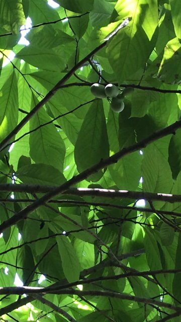 Indiana Bananas (PawPaws) are starting a little early this year