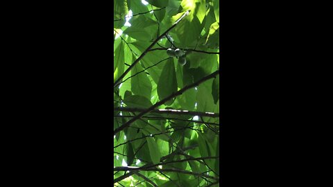 Indiana Bananas (PawPaws) are starting a little early this year