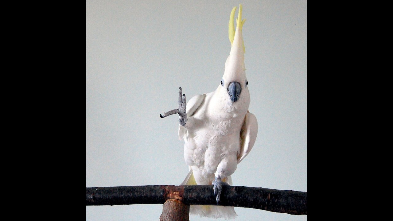 watch this funny collection of parrots dancing on different songs.