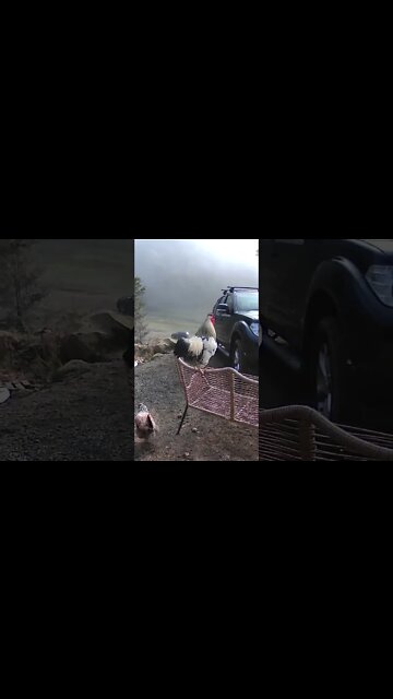 Rooster caught crowing on security camera.