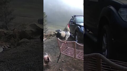 Rooster caught crowing on security camera.