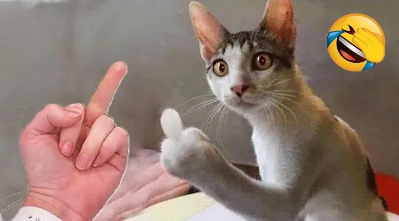 Funniest Animals 😂 New Funny Cats and Dogs 2023 🤣 Part 1