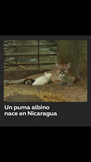Un raro puma albino nace en un zoológico de Nicaragua