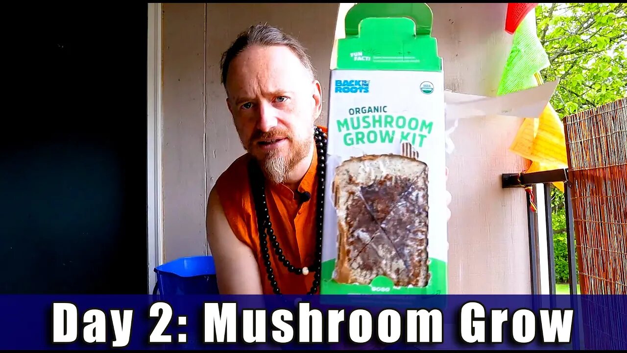 Day 2: Organic Pearl Oyster Mushroom Grow Kit (10 days to Harvest )Sustainability | How To Review