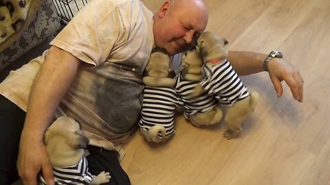PUG IN SHOCK / FUNNIEST PUG / BEST /#pug