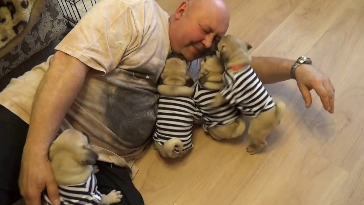 PUG IN SHOCK / FUNNIEST PUG / BEST /#pug