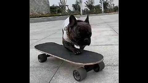 This dog is too cool. It slides much better than me. How can it turn