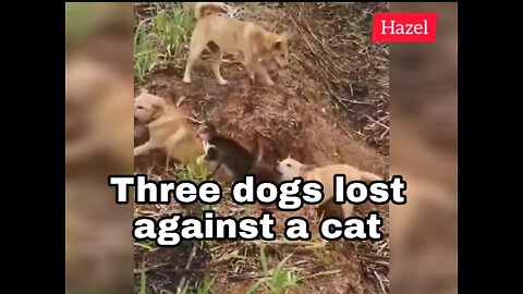 Three dogs lost against a cat