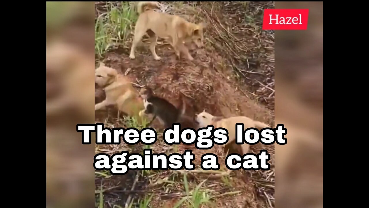 Three dogs lost against a cat