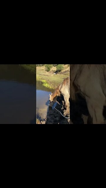 17 June 2022 Arthur’s last drink from the creek before euthanasia 🥲💔