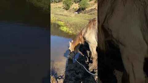 17 June 2022 Arthur’s last drink from the creek before euthanasia 🥲💔