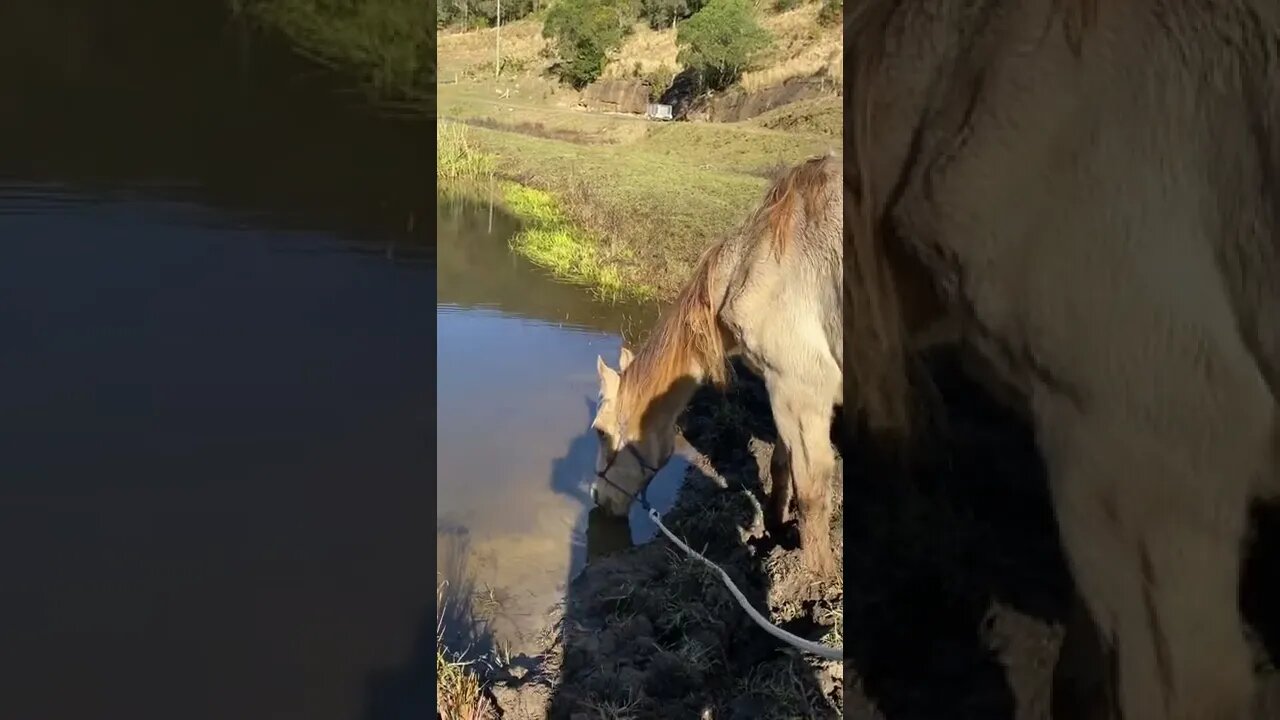 17 June 2022 Arthur’s last drink from the creek before euthanasia 🥲💔