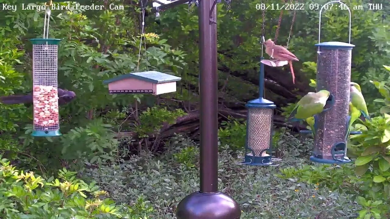 Baby cardinal on swing & bonus parrots
