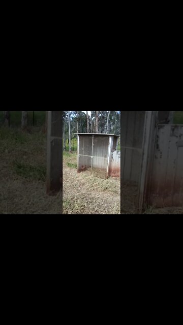 Chook chook has gone in to look for spiders and insects