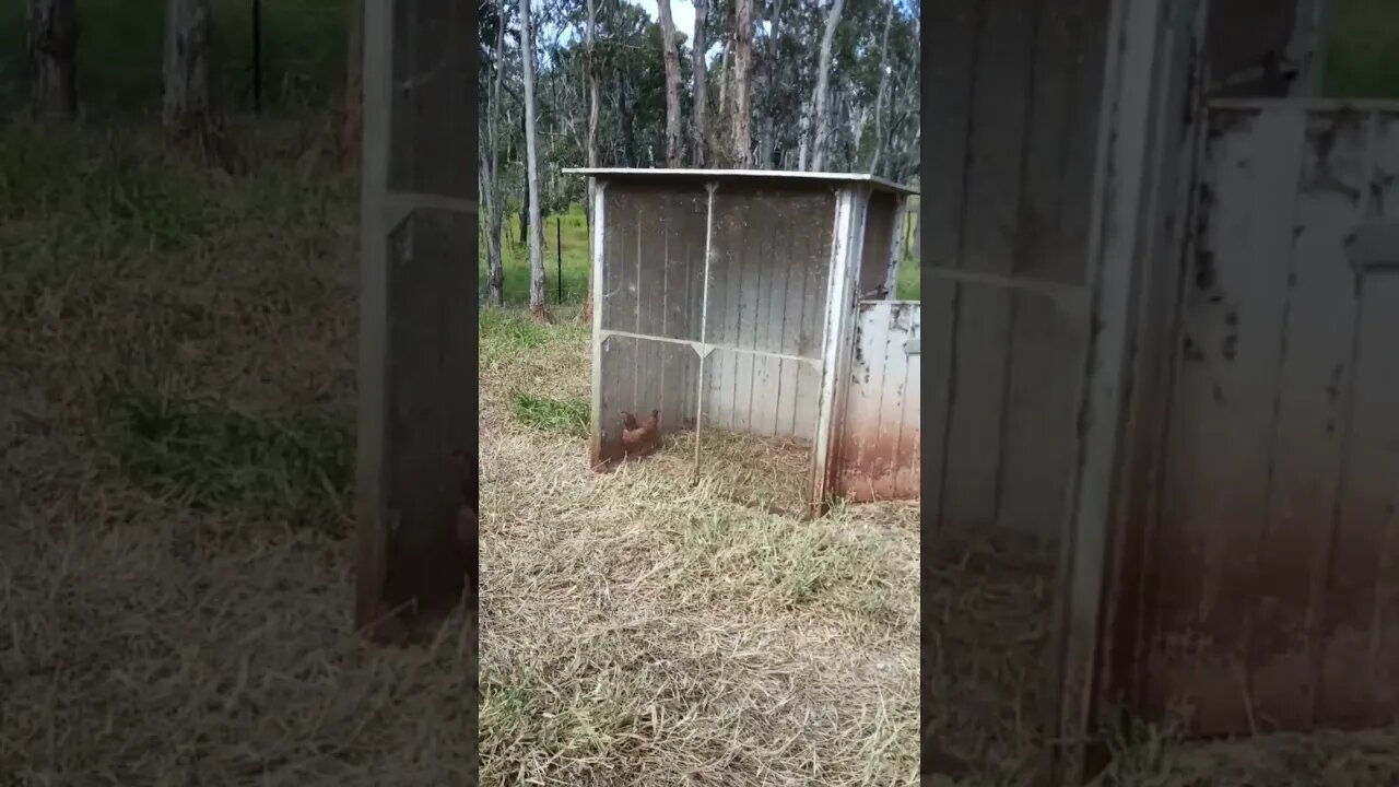 Chook chook has gone in to look for spiders and insects
