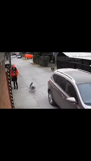 Dog Saves Girl From a Kidnapper - HaloNews