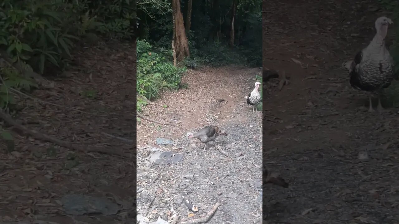 EM VEZ DE SEGUIR SENTIDO ESTRADA DE SANTA ISABEL INDO POR TRILHA VOLTANDO PARA TAIPAS AVES