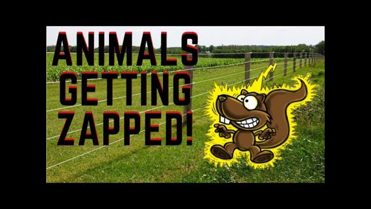 Animals Getting Shocked with Funny Sound Effects!!