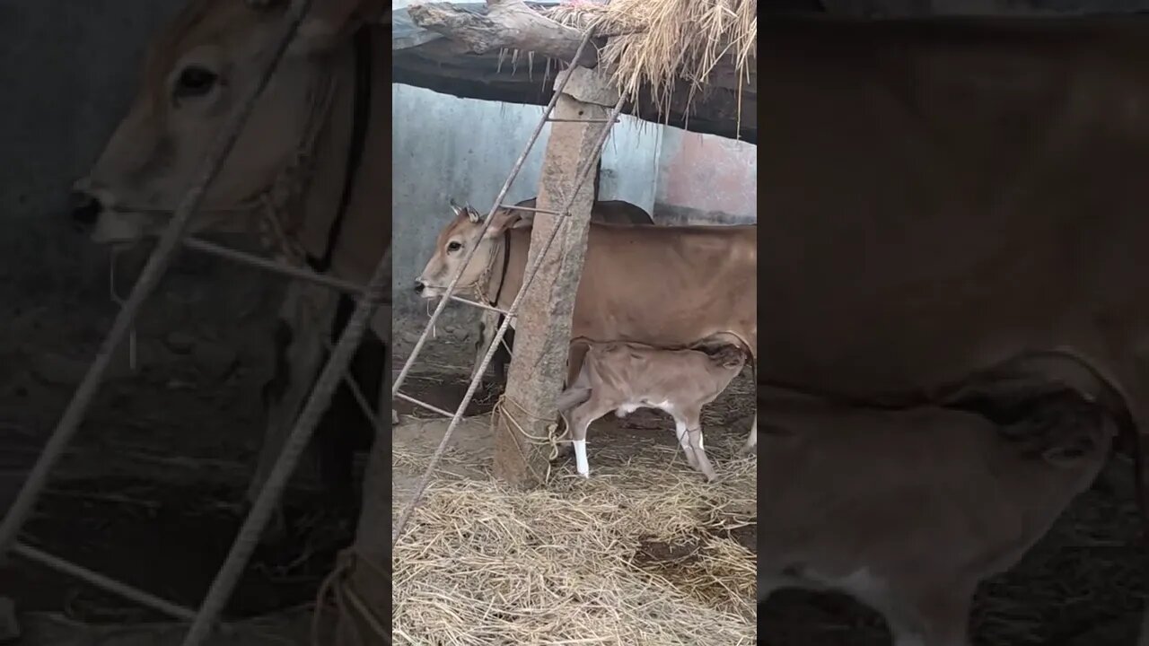 #shorts,#cow,#calf,#animal,#animals Calf drinking milk and quantity of milk drink a day short video