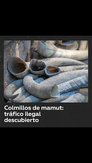 Descubren alijo de colmillos de mamut valorado en más de medio millón de dólares