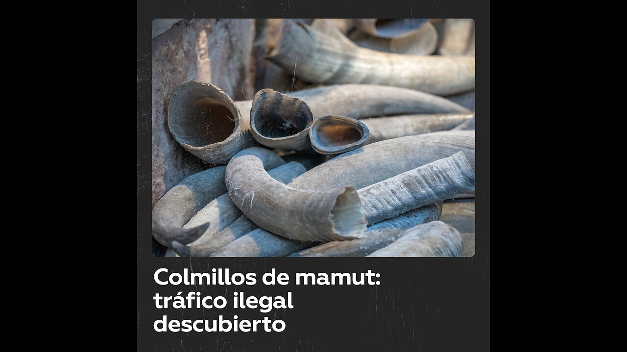 Descubren alijo de colmillos de mamut valorado en más de medio millón de dólares