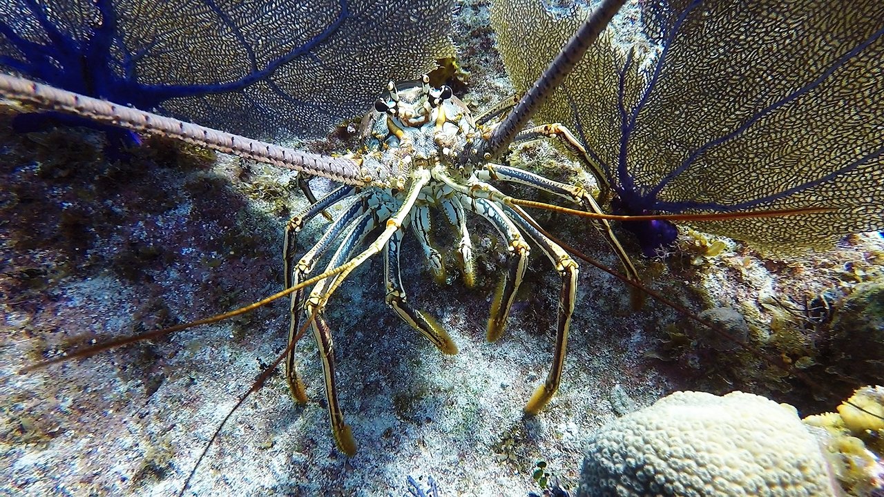 Giant lobster is very curious about diver's camera