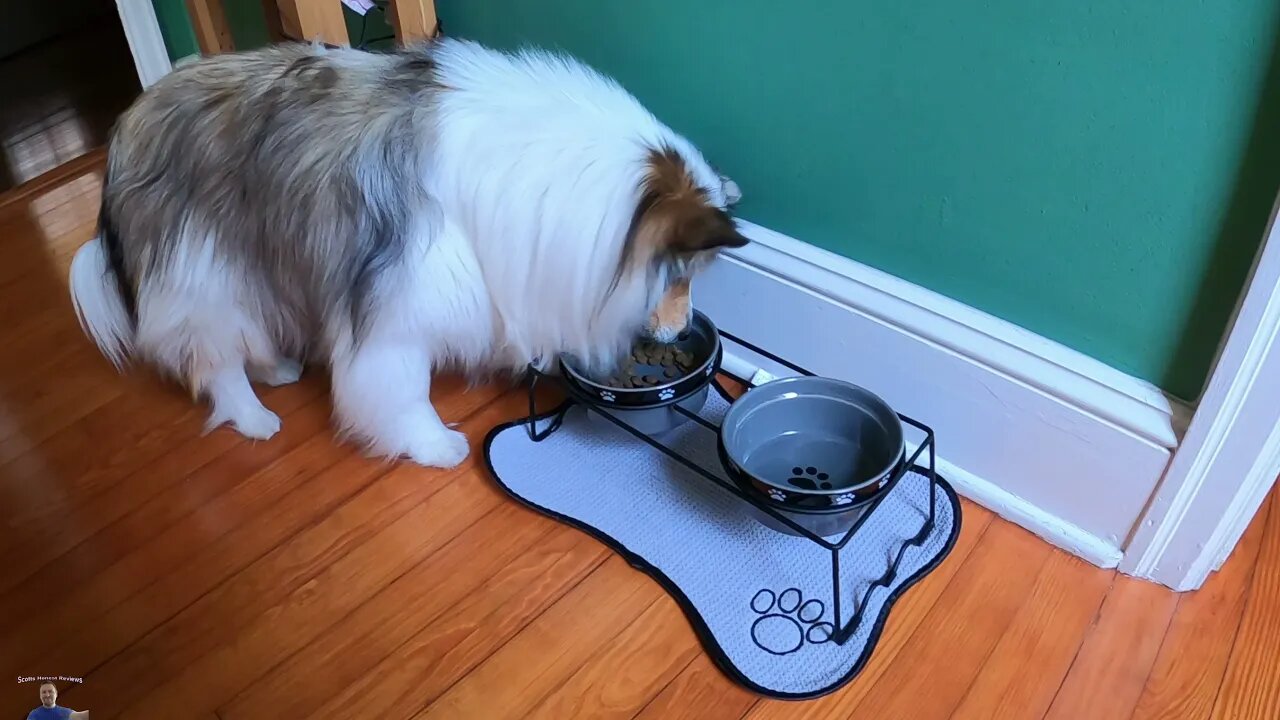 🐾Dog & Cat Food & Water Dish Review: Our DOG LOVES IT SO MUCH🐾