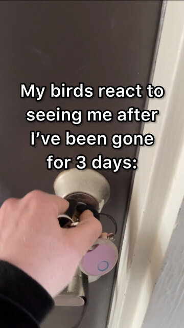 Parrots react to their mom coming home!