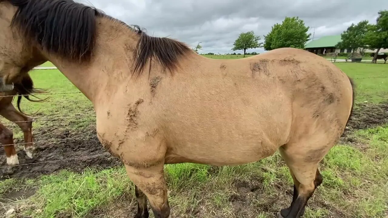 New Horse Ransom Slowly Working Way Into Herd - More Herd Progress - Together About 40 Hours