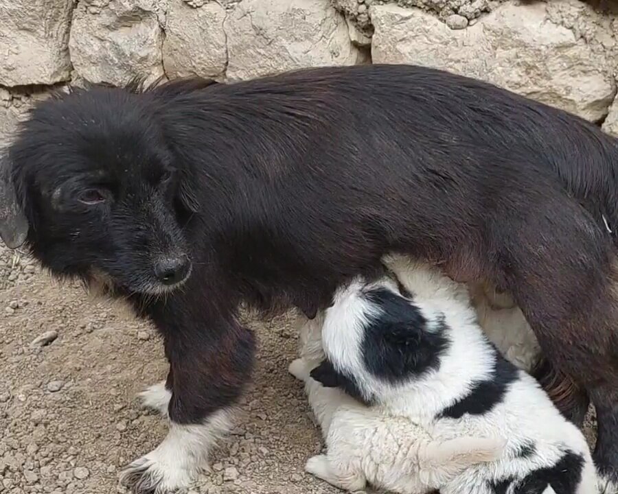 Puppies 🐶 eating Milk 🥛