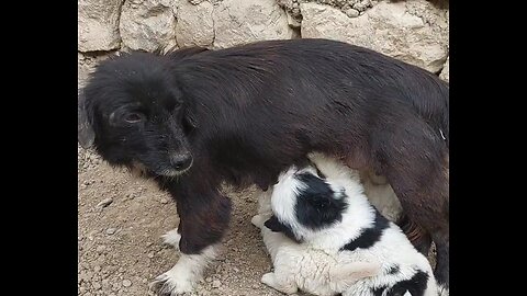 Puppies 🐶 eating Milk 🥛