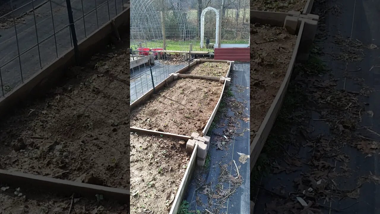 Daikon Radish Sprouting