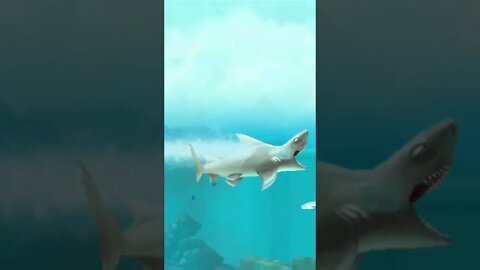 hungry shark 🦈 😫 reef shark 🦈