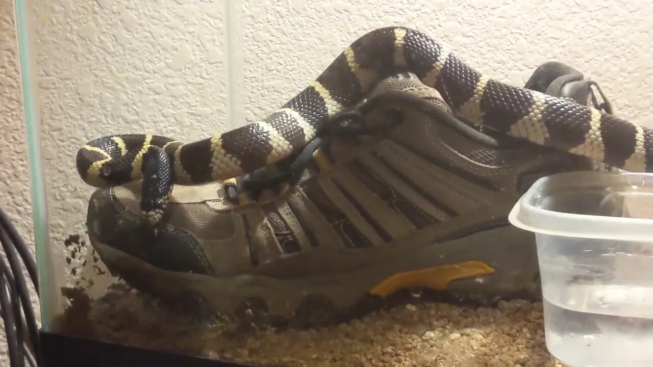 Columbine the King Snake is ready to EAT
