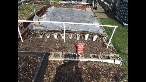Planting Patterson onions 3/5/23