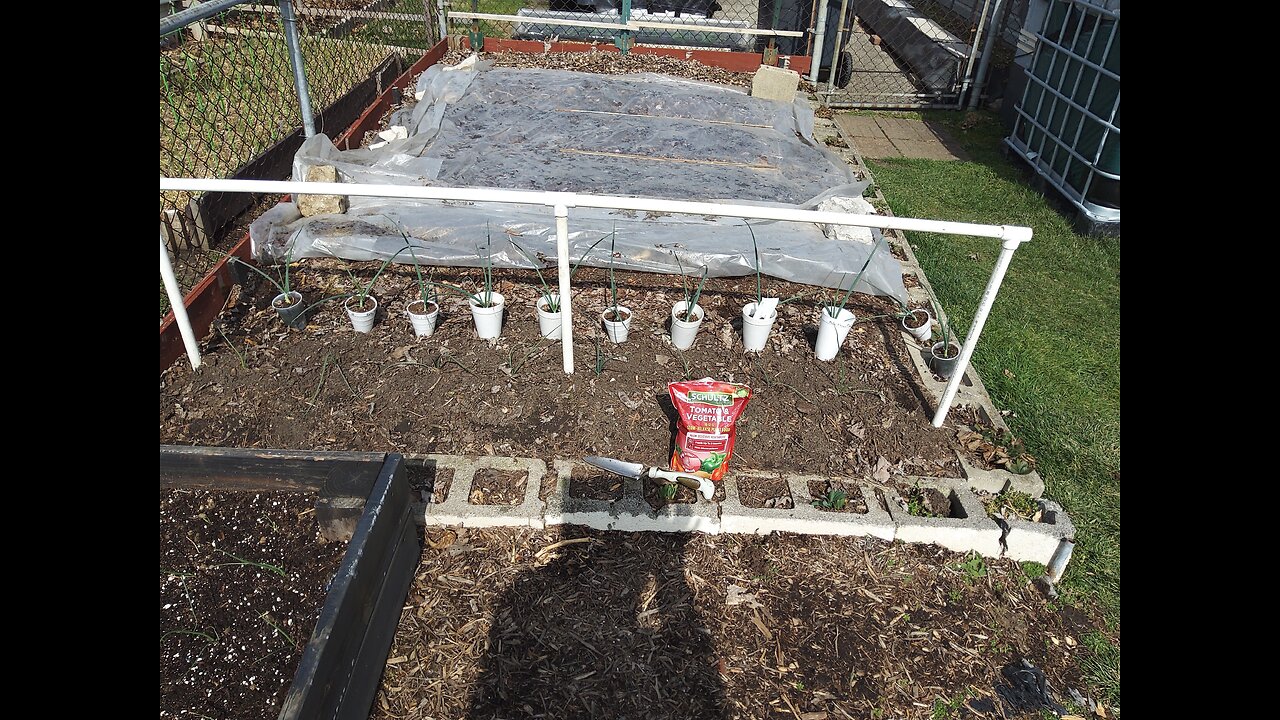 Planting Patterson onions 3/5/23